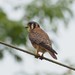 Falco sparverius sparverioides - Photo (c) carnifex, algunos derechos reservados (CC BY), subido por carnifex