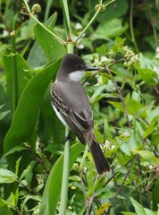 Tyrannus caudifasciatus caudifasciatus