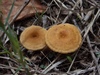 Crepidotus subfulviceps - Photo (c) Aidan Campos, some rights reserved (CC BY-NC), uploaded by Aidan Campos
