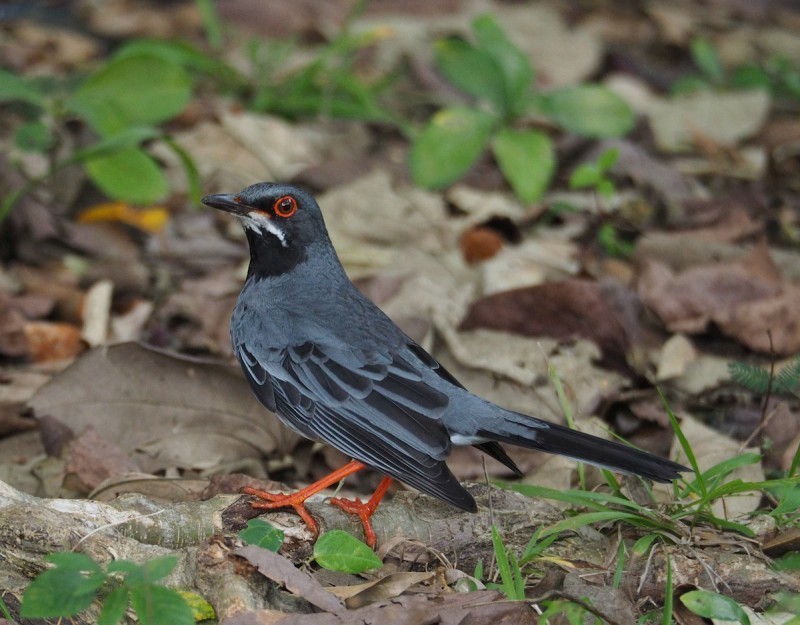 Red-legged Thrush (rubripes/coryi)