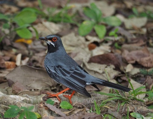 Red-legged Thrush (rubripes/coryi)