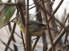 Vireo gundlachii