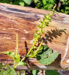 Acalypha phleoides