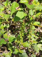 Acalypha phleoides