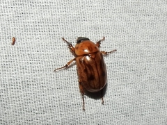 Cyclocephala distincta