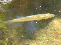 Fundulus catenatus