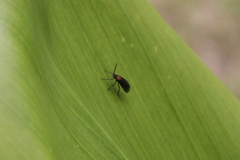 Insecta