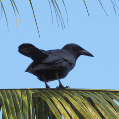 Corvus nasicus