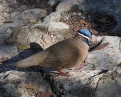 Starnoenas cyanocephala