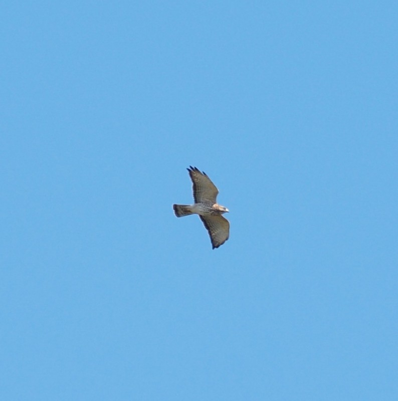 Cuban Broad-winged Hawk
