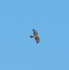 Buteo platypterus cubanensis
