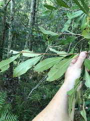 Viburnum nitidum