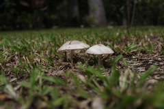 Fungi