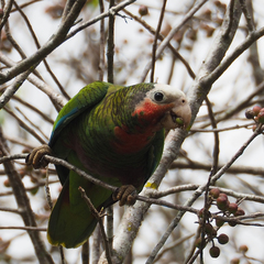 Amazona leucocephala