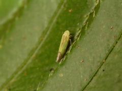 Eupteryx filicum