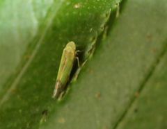 Eupteryx filicum