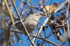 Campylorhynchus turdinus