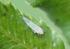 Eupteryx filicum