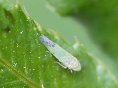 Eupteryx filicum