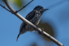Picumnus albosquamatus