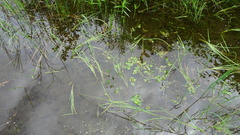 Sparganium fluctuans