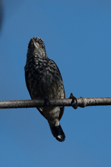 Picumnus albosquamatus