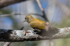 Dryobates passerinus