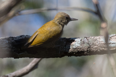 Dryobates passerinus