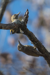 Dryobates passerinus