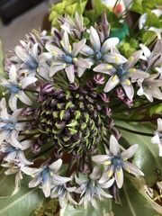 Scilla peruviana