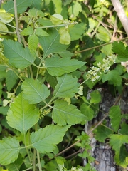 Sapindaceae