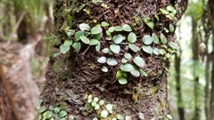 Metrosideros fulgens