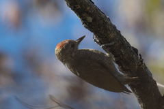 Dryobates passerinus