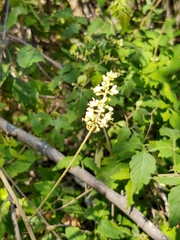Sapindaceae