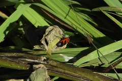 Tetraopes melanurus