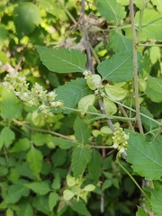 Sapindaceae