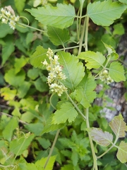Sapindaceae