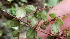 Metrosideros fulgens