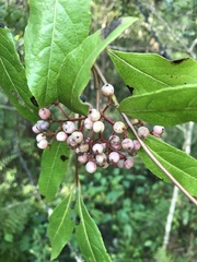 Viburnum nitidum