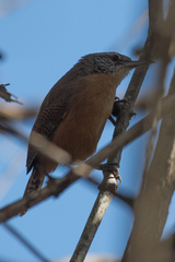 Cantorchilus leucotis