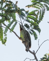 Xiphidiopicus percussus