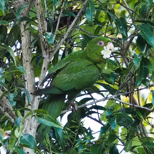 Psittacara euops