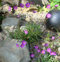 Phemeranthus calycinus