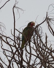 Amazona leucocephala