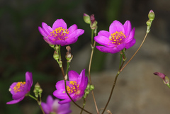Phemeranthus calycinus