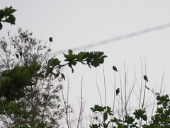 Amazona leucocephala