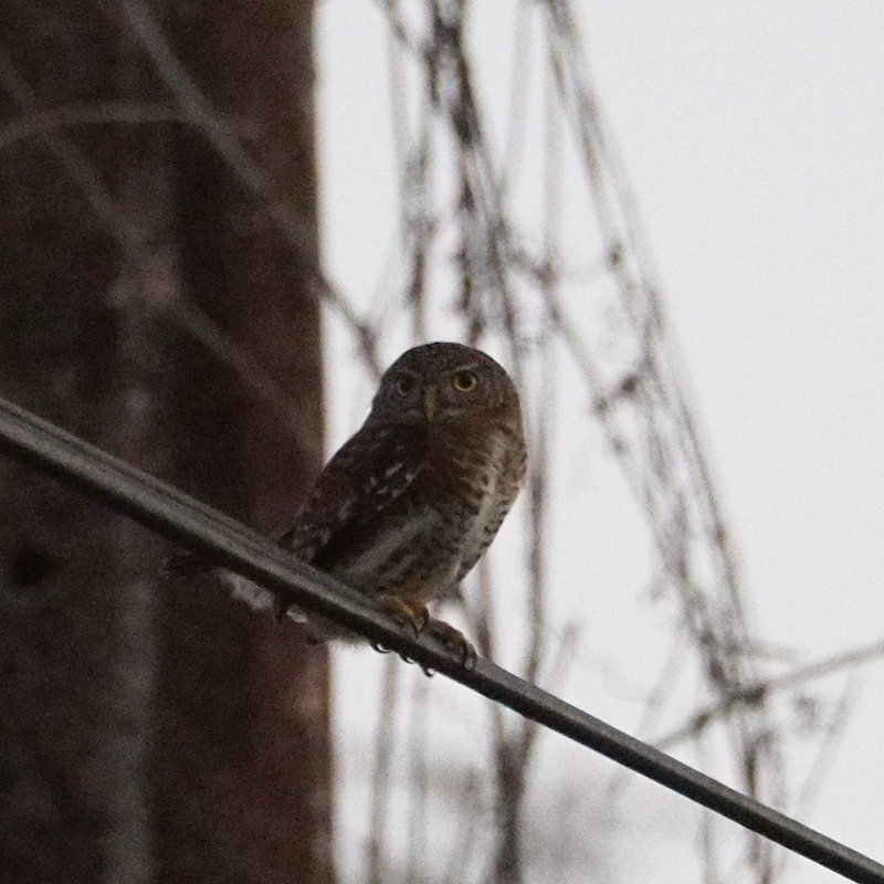 Glaucidium siju siju