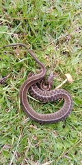 Thamnophis conanti