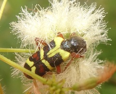 Trichodes peninsularis