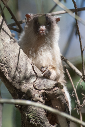 Black-tailed Marmoset